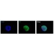 Human Bronchial Fibroblast Spheroids express the fibroblast marker fibronectin (FN). 
