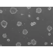 Ready-to-use 3D chondrocyte spheroids at 24 hours after thawing