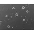Human cortical spheroids at 24 hours post thawing