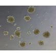 Ready-to-use Human Hepatic Sinusoidal Endothelial Cell Spheroids