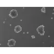Ready-to-use 3D MSC Spheroids at Day 7 post thawing