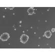 Morphology of 3D Mini-Kidney Spheroids at Day 1 Post Thawing