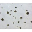 Ready-to-use Human Mini Liver Spheroids after full recovery