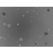 Ready-to-use 3D HTMC Spheroids at Day 3 Post Thawing