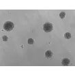 Ready-to-use 3D HTMC Spheroids at Day 1 Post Thawing