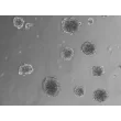 At 48 h post thawing - Osteoblast and endothelial cells co-culture spheroids.
