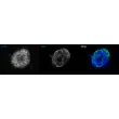 Day 7; IF staining highlights the interaction between the CD31+ endothelial cells and the CD31- osteoblasts in the co-culture spheroids, mimicking the complex cellular interactions in bone tissue.
