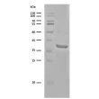 Recombinant TEV Protease (4 ug) resolved on a 12% SDS-PAGE gel under reducing conditions