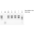 Protection of RNA from degradation by RNase A with RNase Inhibitor, Murine. RNase Inhibitor at 20 U/20μl inhibited RNase A at levels as high as 1 ng/20 μl.
