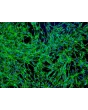 人前列腺成纤维细胞（HPrF） - 纤维连接蛋白免疫染色，100 倍。