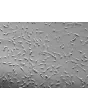 人支气管平滑肌细胞（HBSM）- 微分干涉对比（Relief contrast），200倍放大。