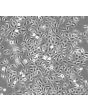 人类小气道上皮细胞（HSAEpiC）- 相差显微镜 100x