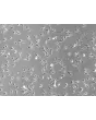 人类气管平滑肌细胞（HTSMC）- 相差显微镜，100倍。

