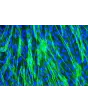 人类气管平滑肌细胞（HTSMC - Immunostaining for .
