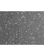 人类肺动脉平滑肌细胞 (HPASMC) - 相差显微镜，100倍