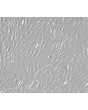 人肾上皮细胞（HREpiC）- 凸显对比，200倍。