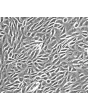 人肾上皮细胞（HREpiC）- 相差显微镜，200倍。