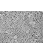 人肾近曲小管上皮细胞（HRPTEpiC） - 相差显微镜图像，100 倍放大。