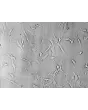 人颅骨成骨细胞（HCO） - 高反差显微镜，200 倍放大。
