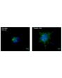 Immunofluorescence staining of collagen-embedded HUVEC spheroids at 24 hours post VEGF-stimulation with the endothelial cell marker, von Willebrand Factor (vWF). 