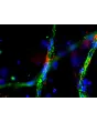 Day 9 post-embedding: Endothelial cells stained with VWF (green) and pericytes stained with NG2 (red), 400x
