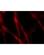 Day 9 post-embedding: ZO-1 tight junction marker IF (red), 400x
