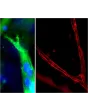 Resultant endothelial tubules from Cat 8728 stained with CD31 (green, left) and ZO-1 (red, right) using this 3D Gel Staining Prep Kit
