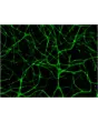 Resultant endothelial tubules from Cat 8728 stained with CD31 using this 3D Gel Staininig Prep Kit