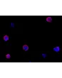 Days 7; Human BBB spheroids stained with DAPI and ZO1 tight junction marker. 