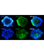 Immunostaining of RPE spheroids display the differentiated epithelial marker CK18 and the apolipoprotein ApoE