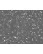 Bovine Lens Epithelial Cells (BLEpiC)- Phase Contrast, 100X