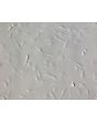 Bovine Meningeal Cells (BMC)-Relief Contrast, 200X