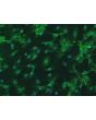 Bovine Oral Fibroblasts (BOF) - Immunostaining for FN, 200X