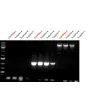 Fig 2. Superior performance with ScienCell’s CitriNStart Taq PCR Master Mix. PCR reactions were performed per the supplier’s recommendations.
