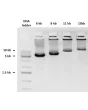 Products (6-15 kb) amplified using EmeraldNStart HiFi Marathon PCR Master Mix
