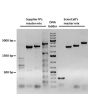 Products (6-15 kb) amplified using EmeraldNStart HiFi Marathon PCR Master Mix