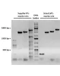 EmeraldNStart HiFi Marathon PCR Master Mix exhibits improved sensitivity and specificity when compared with competitive HotStart master mix from Supplier N using complex DNA template. All reactions were performed using the manufacturer recommended protoco