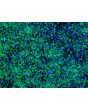 hiPSC derived neural stem cell - Immunostaining for Nestin (green)