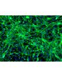 HPSC-Derived Neurons (H9-N) – Immunostaining for Tuj1, 200x