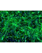 HPSC-Derived Neurons (H9-N) – Immunostaining for Tuj1, 200x