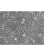 Human Adrenal Fibroblasts (HAdF) - Phase contrast, 200x.
