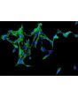Human Adrenal Fibroblasts (HAdF) - Immunostaining for Fibronectin
