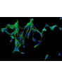 Human Adrenal Fibroblasts (HAdF) - Immunostaining for Fibronectin, 200x.
