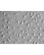 Human Amniotic Epithelial Cells (HAmEpiC) - Phase contrast