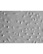Human Amniotic Epithelial Cells (HAmEpiC) - Relief contrast, 400x.
