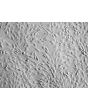 Human Annulus Fibrosus Cells (HAFC) - Relief contrast, 200x
