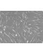 Human Aortic Adventitia Fibroblasts (HAAF) - Relief contrast, 200x.