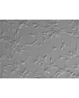 Human Astrocytes (HA)-Relief Contrast, 200x.
