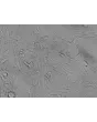 Human Astrocytes-hippocampal (HA-h) - Relief contrast, 400x.
