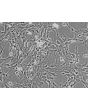 Human Astrocytes-midbrain (HA-mb) - Relief contrast